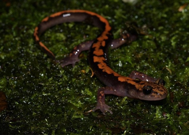 シコクハコネサンショウウオ成体（香川県立五色台少年自然センター提供）