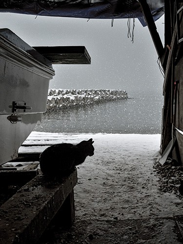 こんこんと降り続く雪。漁もお休み、猫もお休み