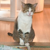 ２カ月連続でシロマダラを捕まえた飼い猫ノラ＝島根県西ノ島町美田、奥田昭さん方