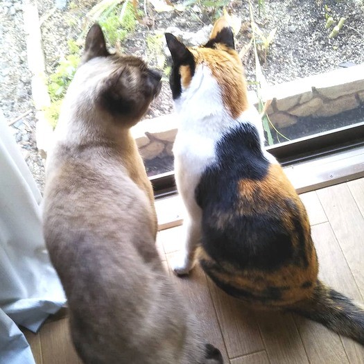 一緒に暮らすまろんくん（左）と