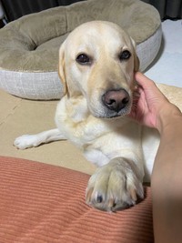 「なでたまえ！」とオーダーするロキくん、とても表情豊かです！（画像提供：ロキの相方さん）