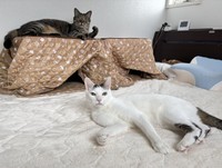 猫砂の粉の影響を考え、全部屋に空気清浄機を完備