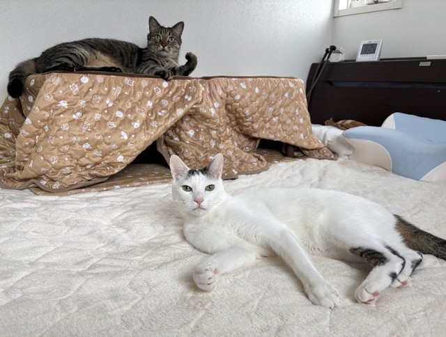 猫砂の粉の影響を考え、全部屋に空気清浄機を完備