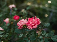 晴れも雨も、期間限定だから。雨にしか見られない景色を楽しもう