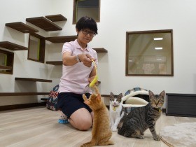 猫の正しい屋内飼育の仕方を知ろう　愛護センターにモデルルーム