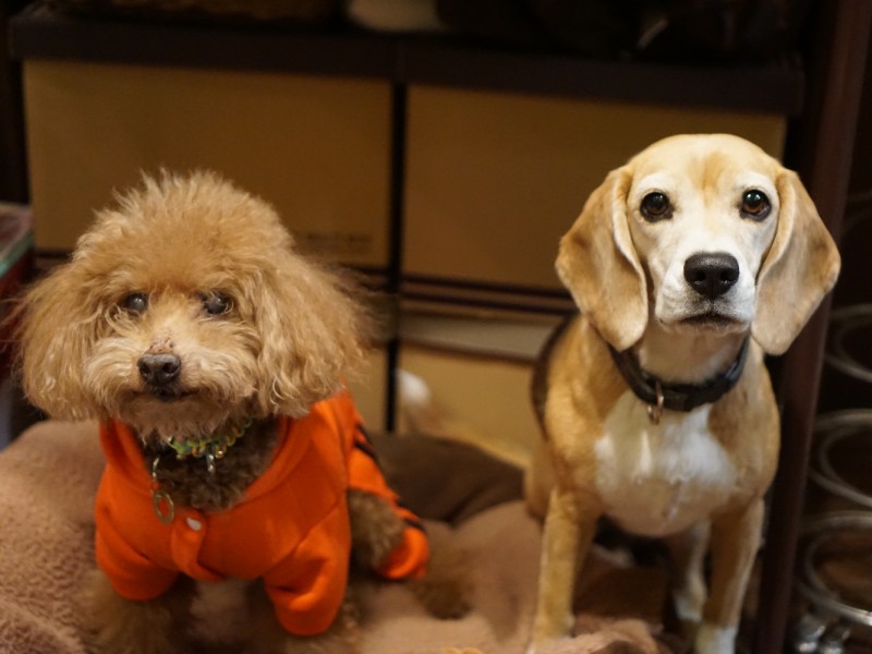 Tearoom Beagleの看板犬。スタッフの愛犬ループ（左）とオーナーの愛犬アロエ。店内入り口にベッドがあります。「いろんなわんこが散歩中に一服していくよ」「紅茶もおいしいですよ」