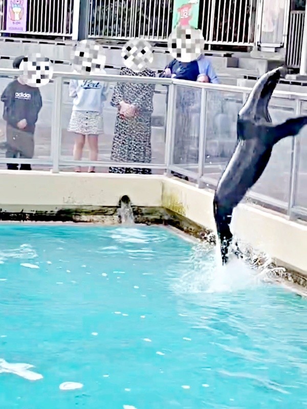 勢いよくジャンプするコエルちゃん（画像提供：Suunoさん）