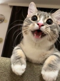 わらびくん、誰にも負けない笑顔＝しずわらひなたさん（@shizuwarahinata）提供