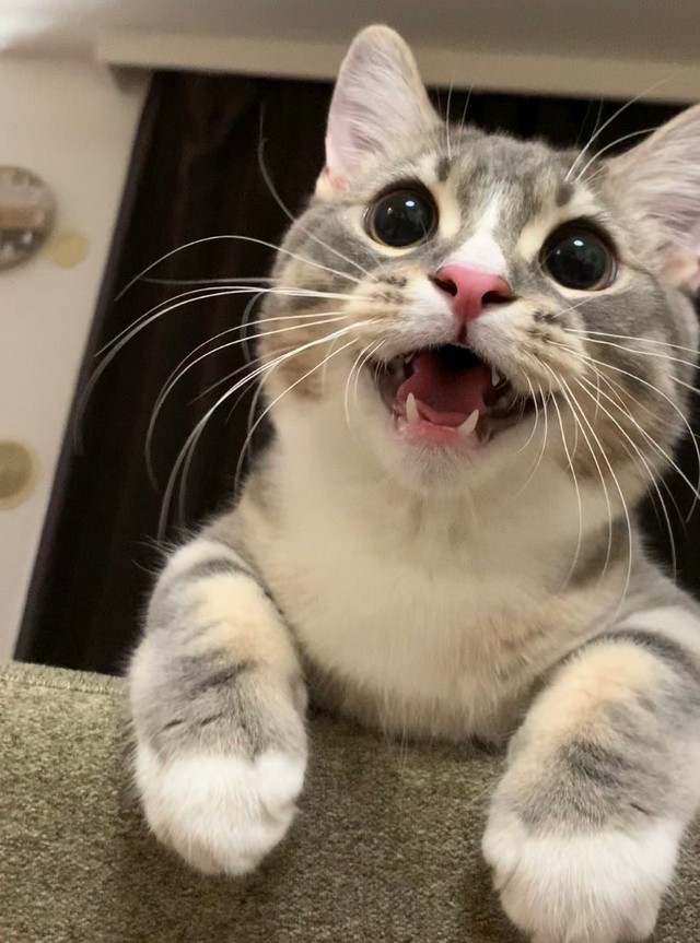 わらびくん、誰にも負けない笑顔＝しずわらひなたさん（@shizuwarahinata）提供