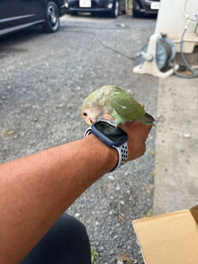 GRtakuya店長に保護されたコザクラインコ ※GRtakuya店長提供