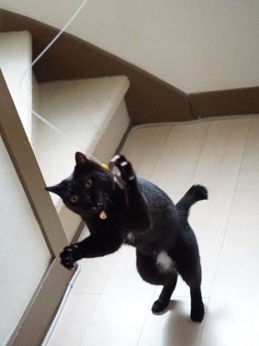 あっちょー、どうなってるのー？