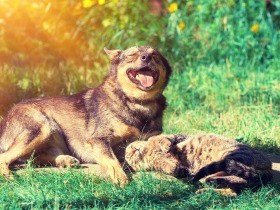 動物福祉って何だろう？　まず知ろう、すると行動が変わってくる