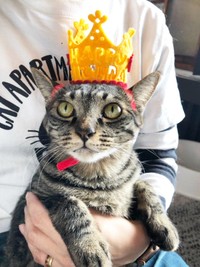 まるで王様！ 王冠がよく似合うワンダーくん（画像提供：キャットアパートメントコーヒーさん）