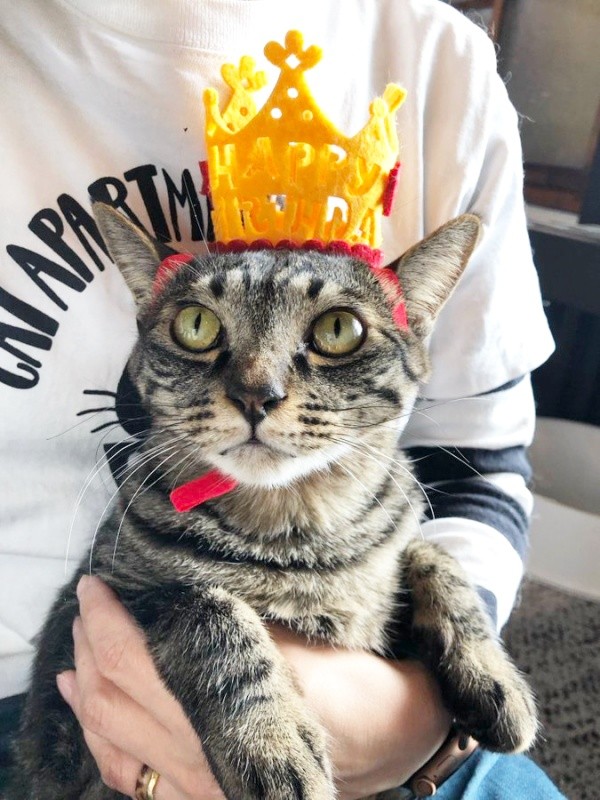 まるで王様！ 王冠がよく似合うワンダーくん（画像提供：キャットアパートメントコーヒーさん）