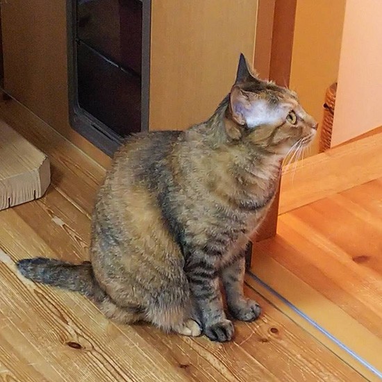 「ここが私のずっとのおうち…おちついてよかったにゃ」（由美さん提供）