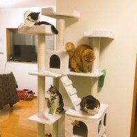 聖なる猫のなる木（提供：薔薇子さん）