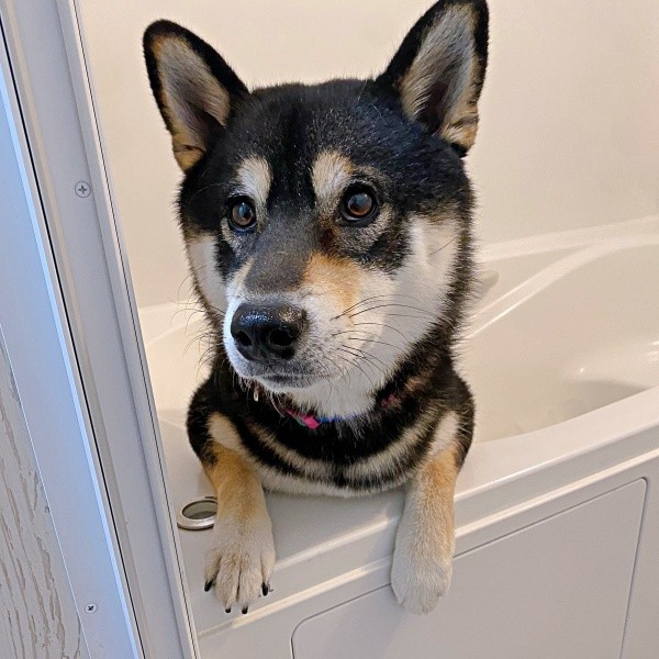 浴槽からひょっこり現れたもち吉くん（画像提供：黒柴もち吉さん）