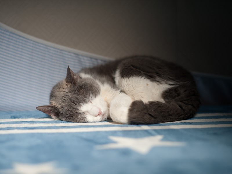 「西日を浴びながら昼寝をするのが好きなの」（小林写函撮影）