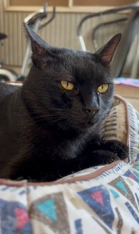 クールに見えるが実は甘えん坊さん