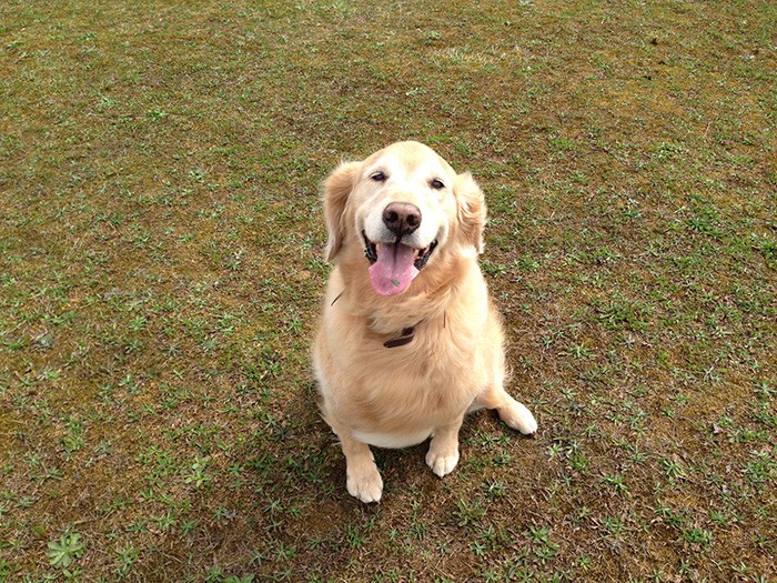 ホンダリエさんの投稿写真。天国にいるラフィくんへの思いをつづってくれました。