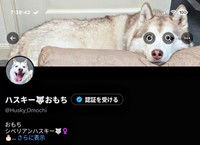 X上のアイコンがジャストフィットしたおもちちゃん（画像提供：ハスキーおもちさん）