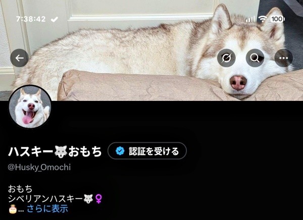 X上のアイコンがジャストフィットしたおもちちゃん（画像提供：ハスキーおもちさん）