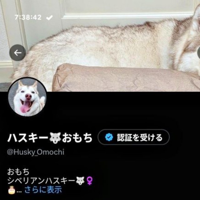 X上のアイコンがジャストフィットしたおもちちゃん（画像提供：ハスキーおもちさん）