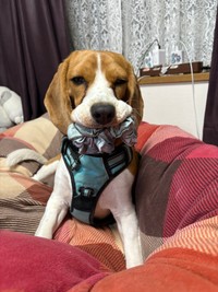 ものを咥えれば追いかけてもらえると思って最初は小さいものから始まったふてちゃん（提供：ふてぶてしい犬さん）