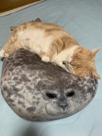 こんなクッションもあるにゃ＝マンチカンのタケさん（@Taketter0924）提供