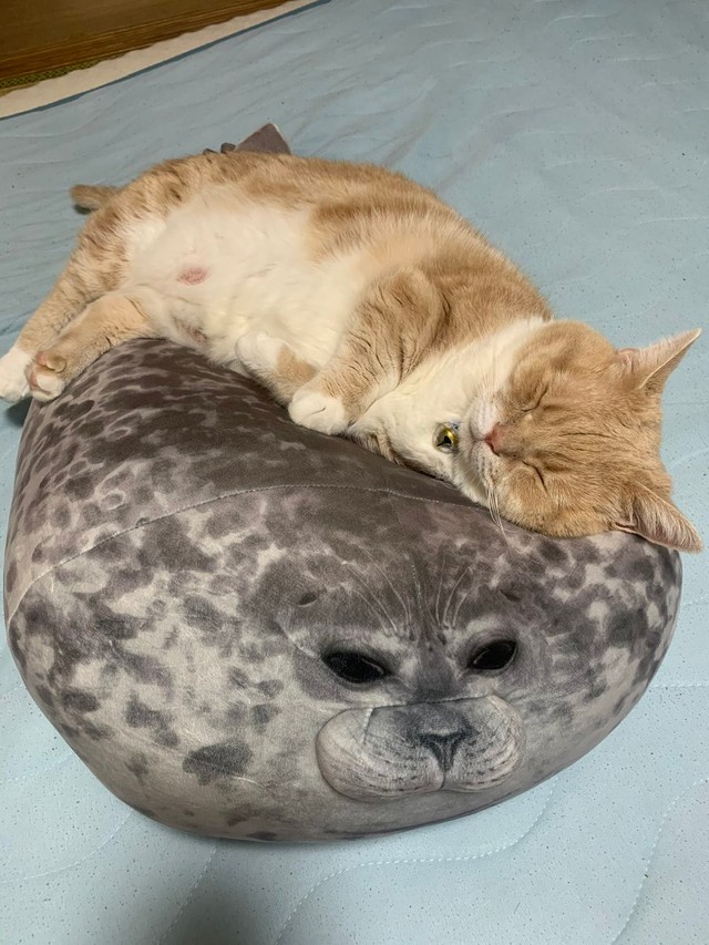 こんなクッションもあるにゃ＝マンチカンのタケさん（@Taketter0924）提供