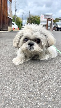 普段のてんぽくんの様子©AUN／投稿主さん提供