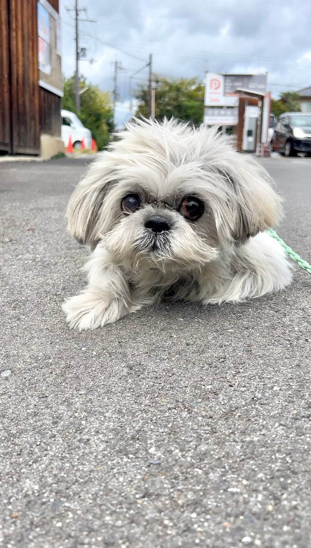 普段のてんぽくんの様子©AUN／投稿主さん提供