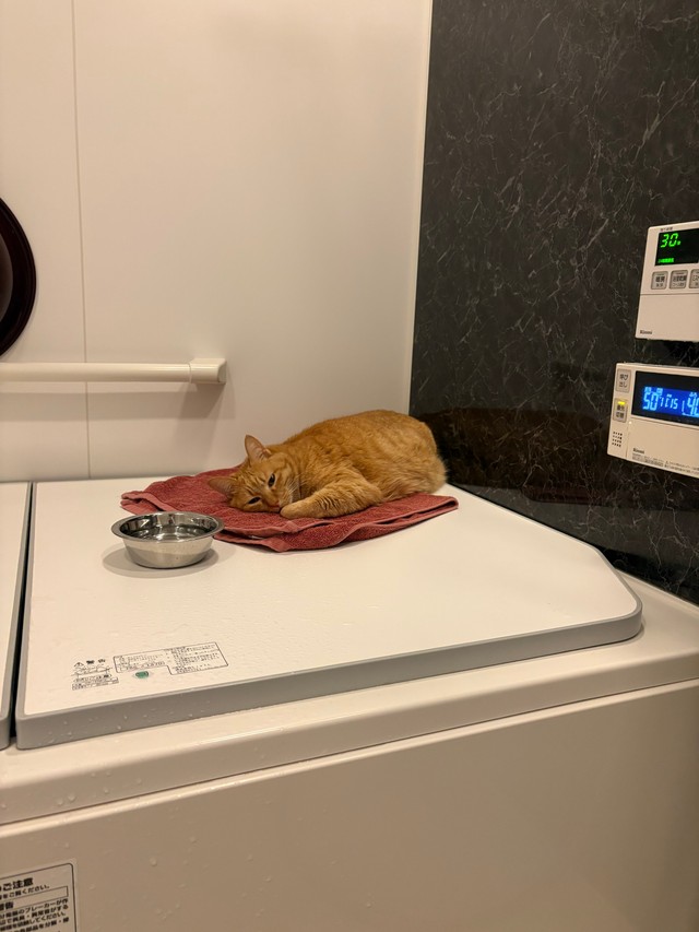 ぬくぬくで気持ちよさそう