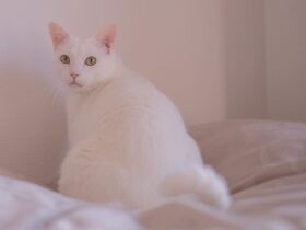 好物の音はコタツの中でも分かっちゃう　腕枕が好きな白猫「櫂」