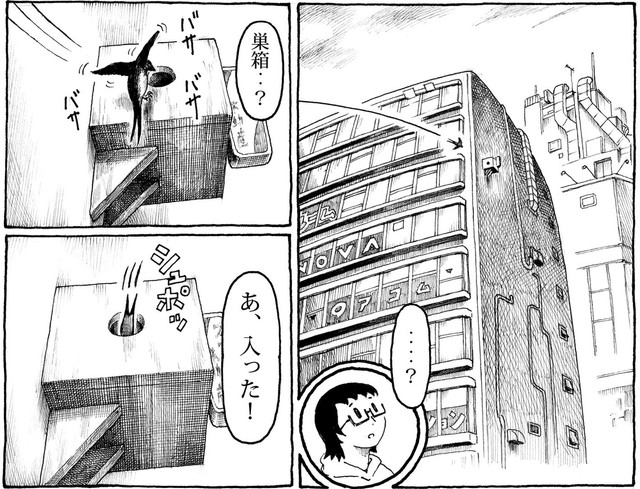 一羽のツバメがビルの巣箱に入っていく　(C)nerunodairuki