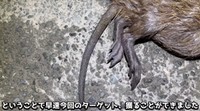 夜の用水路で捕獲したヌートリア／がやまるさん提供