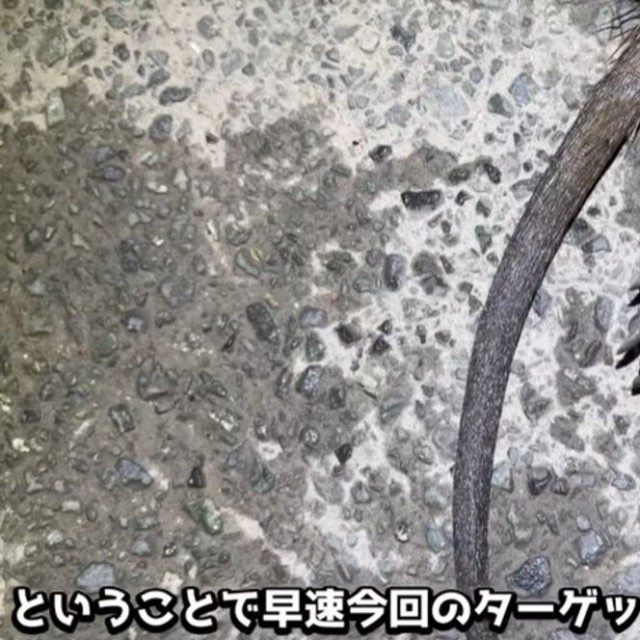 夜の用水路で捕獲したヌートリア／がやまるさん提供