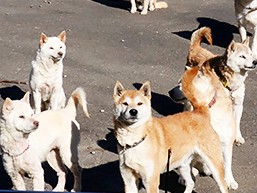相次ぐ多頭飼育崩壊　犬２０匹取り残され、高齢の飼い主は入院