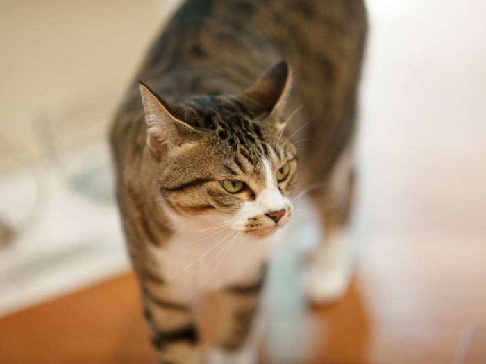 「あずきはあんこじゃないから甘くないの」（小林写函撮影）