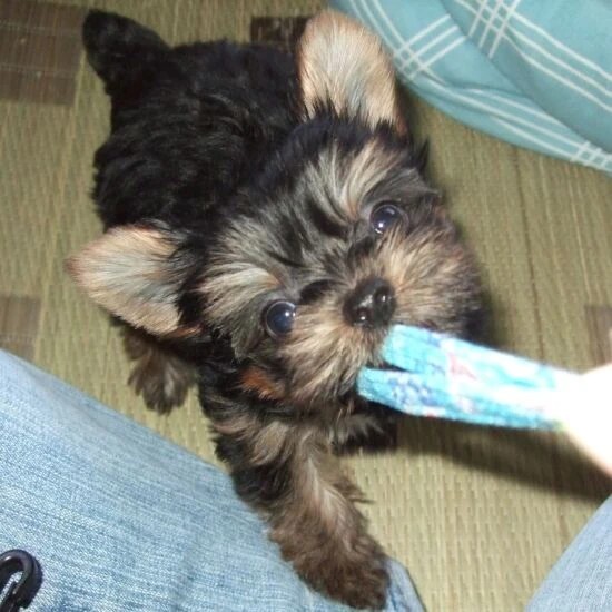 家にきたころの「ちょこ」