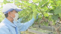 岡山市の農園でマスカット・オブ・アレキサンドリアの収穫