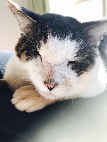 すやすや。「そういえばボクの名は、お父さんの故郷がさばの産地だからみたいだよ」（ときえさん提供）