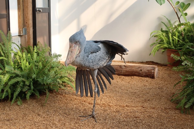 のびするハシビロコウ