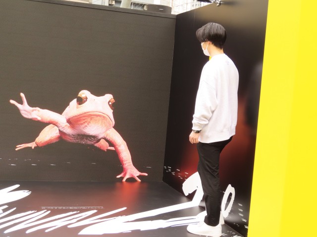 スタッフの動きに反応するオレンジヒキガエル