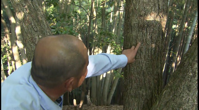  ツキノワグマに襲われ63歳男性がけが　山で植物摘み中に鉢合わせ　岡山・美作市