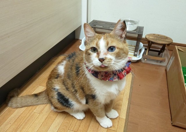 三毛柄が素敵な先住猫のミィちゃん（画像提供：みぃさん）