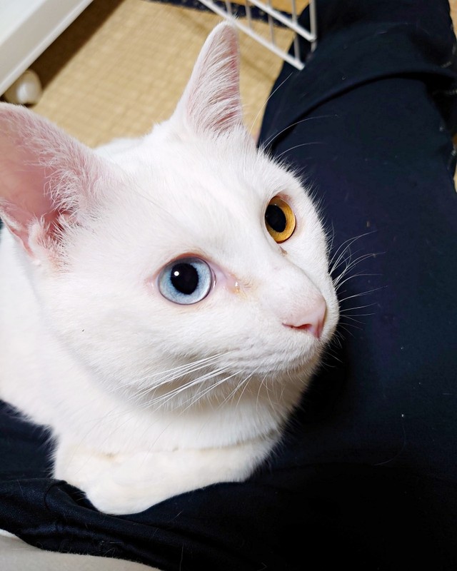 飼い主さんに甘える雪丸さん。足の間にすっぽりと入ってくつろぎます（画像提供：MomoKotaさん）