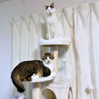 大好きな兄猫・おかかくんと一緒にキャットタワーに登ったそぼろくん（画像提供：おかかとそぼろの成長記録さん）