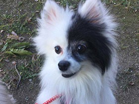 お願いがあると左脚でちょいちょい　ポメラニアンの「ビアンカ」