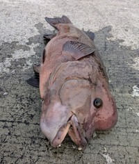 この日キーさんが釣りあげた75cmのオスの「コブダイ」。「コブダイ」は70cmを超えるとオスに性転換するそう（画像提供：キーさん）